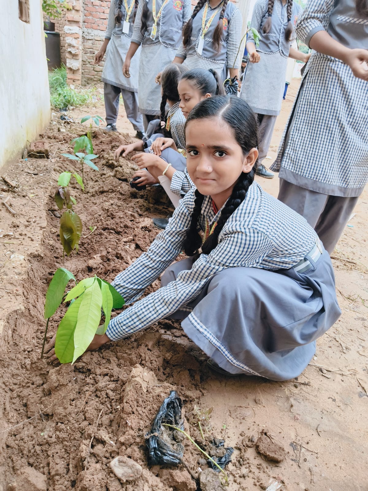 Tree Plantation
